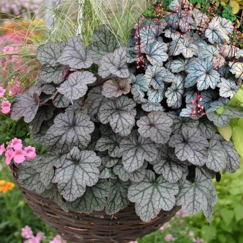 Heuchera 'Sugar Frosting' - Helmikpööris 'Sugar Frosting' P11/0,75L